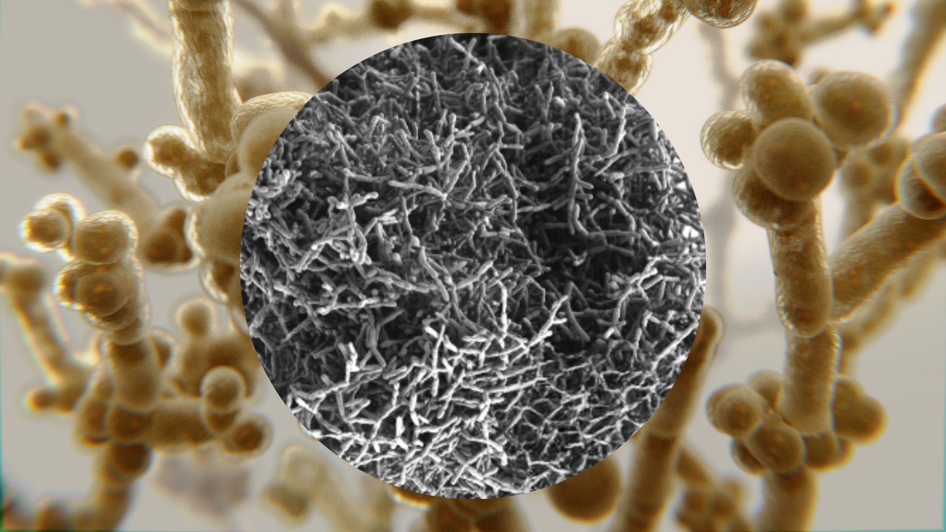 Unexpected Fluid Physics Around Snowflake Yeast Offers Clues to the Evolution of Multicellular Organisms
